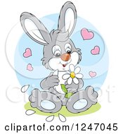 Poster, Art Print Of Gray Bunny Playing She Loves Me She Loves Me Not With Flower Petals