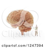 Clipart Of A 3d Male Doctor Examining A Brain Royalty Free Illustration by Mopic