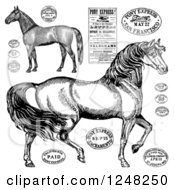 Poster, Art Print Of Black And White Vintage Horses And Post Stamps