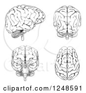 Poster, Art Print Of Black And White Human Brains At Different Angles