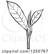 Clipart Of A Black And White Tea Leaf Plant Royalty Free Vector Illustration