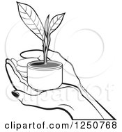 Poster, Art Print Of Black And White Hands Holding A Tea Leaf Plant