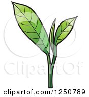 Poster, Art Print Of Green Tea Leaf Plant