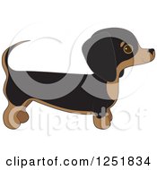 Cute Dachshund Dog In Profile