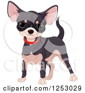 Poster, Art Print Of Cute Black And Tan Chihuahua In A Red Collar