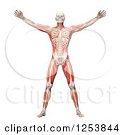 Clipart Of A 3d Man With Visible Skeleton And Muscles Royalty Free Illustration