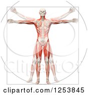 Poster, Art Print Of 3d Vitruvian Man With Visible Skeleton And Muscles