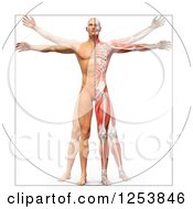 Poster, Art Print Of 3d Vitruvian Man With Visible Skeleton Skin And Muscles