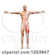Poster, Art Print Of 3d Man With Visible Skeleton Skin And Muscles
