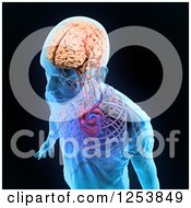 Clipart Of A 3d Xray Man With A Visible Brain Central Nervous System And Circulatory System On Black Royalty Free Illustration