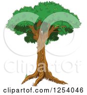 Poster, Art Print Of Tree With A Tall Trunk And Lush Canopy