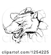 Poster, Art Print Of Black And White Aggressive Boar Mascot Breaking Through A Wall