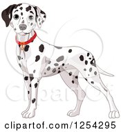 Poster, Art Print Of Cute Dalmatian Dog Wearing A Red Collar