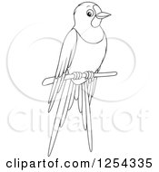 Clipart Of A Black And White Perched Bird Royalty Free Vector Illustration