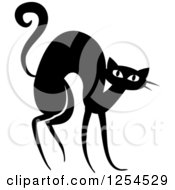 Black And White Scared Cat