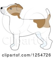 Cute Jack Russell Terrier Dog In Profile
