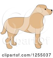 Poster, Art Print Of Cute Yellow Labrador Retriever Dog In Profile