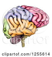 Colorful Anatomically Correct Human Brain