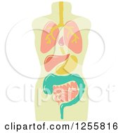 Clipart Of A Model Of Internal Organs Royalty Free Vector Illustration