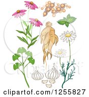 Poster, Art Print Of Herbal Plants