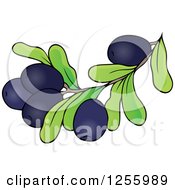 Clipart Of A Greek Olive Branch Royalty Free Vector Illustration
