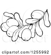 Clipart Of A Black And White Greek Olive Branch Royalty Free Vector Illustration by visekart