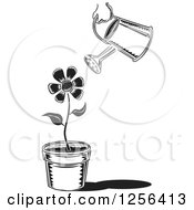 Poster, Art Print Of Black And White Can Watering A Potted Flower