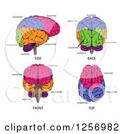Poster, Art Print Of Different Angles Of Human Brains And Labels