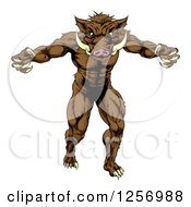 Clipart Of A Muscular Aggressive Boar Man Mascot Attacking Royalty Free Vector Illustration