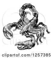 Clipart Of A Black And White Vintage Engraved Scorpion Royalty Free Vector Illustration by AtStockIllustration