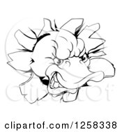 Clipart Of A Black And White Aggressive Duck Mascot Breaking Through A Wall Royalty Free Vector Illustration