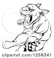 Clipart Of A Black And White Mad Muscular Panther Man Mascot Punching Royalty Free Vector Illustration