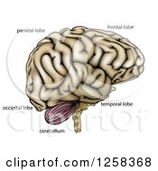 Poster, Art Print Of Human Brain With Anatomically Correct Section Labels