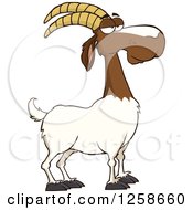 Poster, Art Print Of Red And White Male Boer Goat