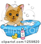 Happy Brown Cat Taking A Bubble Bath