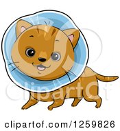 Poster, Art Print Of Happy Brown Cat Wearing An Elizabethan Collar