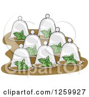 Plants Under Glass Cloches