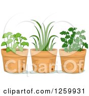 Poster, Art Print Of Potted Herb Plants