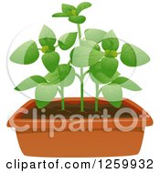 Poster, Art Print Of Potted Oregano Plant