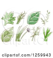 Poster, Art Print Of Sketched Herb Leaves And Plants