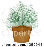 Poster, Art Print Of Potted Dill Plant