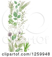 Poster, Art Print Of Border Of Herbs And Flowers