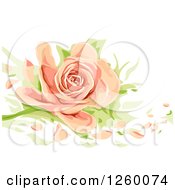 Poster, Art Print Of Peach Colored Rose With Loose Petals
