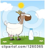Red And White Female Boer Goat Doe With A Milk Bottle On A Hill
