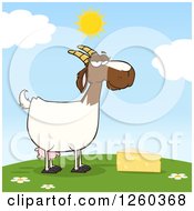 Red And White Female Boer Goat Doe With Cheese On A Hill