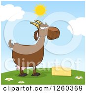 Poster, Art Print Of Red Female Boer Goat Doe With Cheese On A Hill