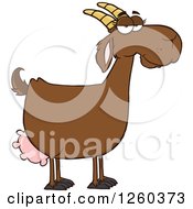 Poster, Art Print Of Red Female Boer Goat Doe