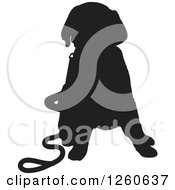 Black Silhouetted Labrador Retriever Puppy Sitting With A Leash