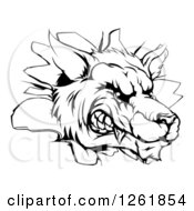 Poster, Art Print Of Black And White Snarling Wolf Mascot Head Breaking Through A Wall
