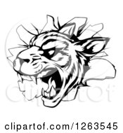 Poster, Art Print Of Black And White Vicious Tiger Mascot Breaking Through A Wall